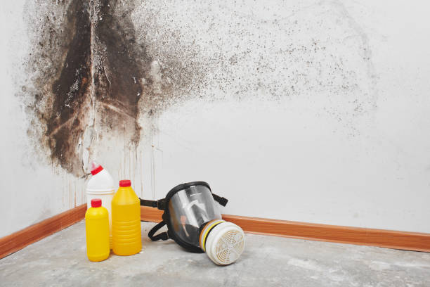 Best Attic Mold Removal  in Omao, HI