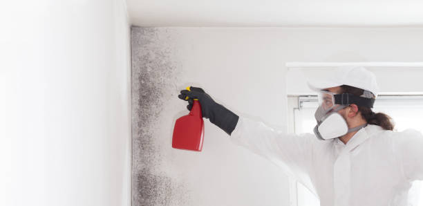 Best Black Mold Removal  in Omao, HI