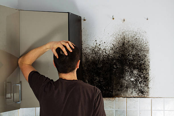 Best Commercial Mold Removal  in Omao, HI