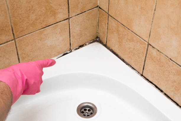 Best Black Mold Removal  in Omao, HI
